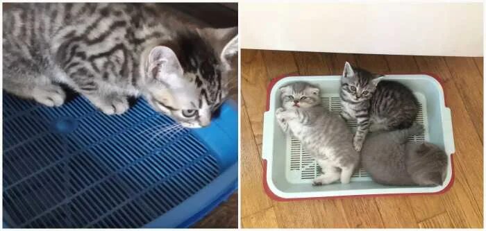 Как быстро приучить котенка. Лоток для котенка 1 месяц. просто котята приучаются к лотку. приучить котенка к лотку быстро с наполнителем. котята приучение к лотку кормежка игры.