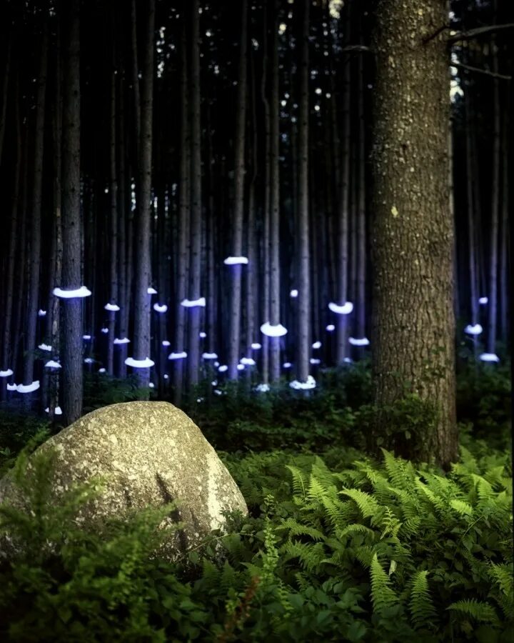 Барри Андервуд. Брюс Мунро световые инсталляции. Подсветка ландшафта. Подсветка деревьев в лесу.