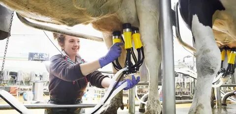 Milking