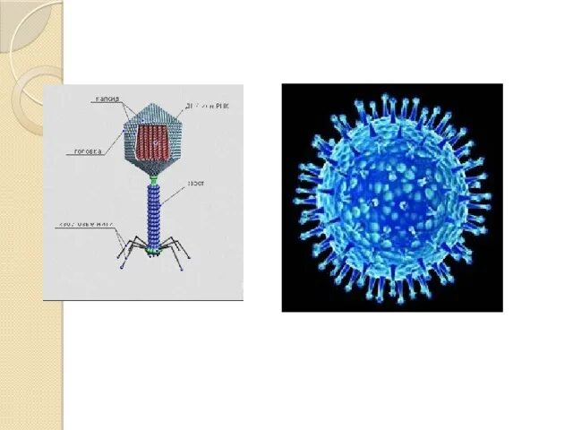 Вирус бактериофаг биология 5 класс модель. Модель вируса 5 класс биология. Макет вируса. Вирус рисунок по биологии.