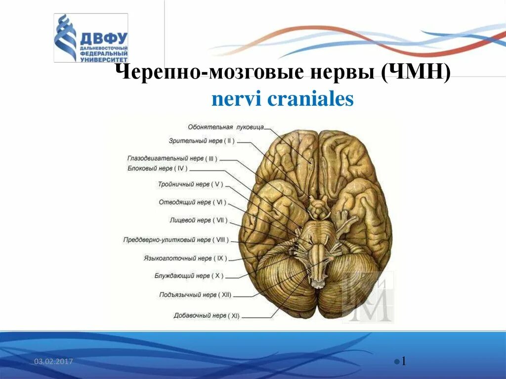 Названия черепных нервов. Выход 12 пар черепных нервов. Черепные мозговые нервы. 12 Пар черепных нервов схема. Места выхода черепных нервов из мозга и черепа.