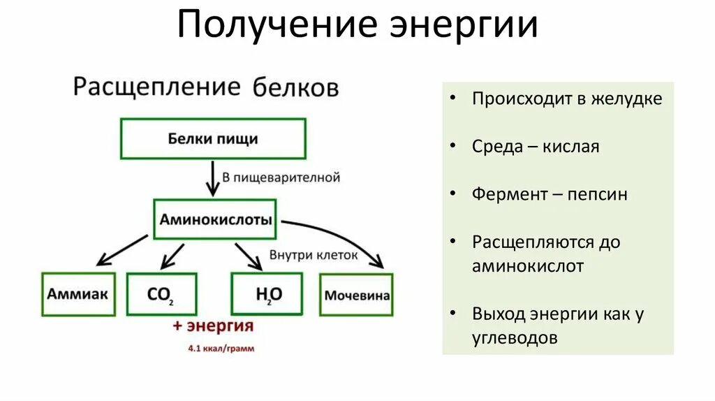 Продукты распада белка. Схема расщепления веществ. Расщепление в клетках белки. Расщепление белковтпроисходит. На что расщепляются белки в организме.