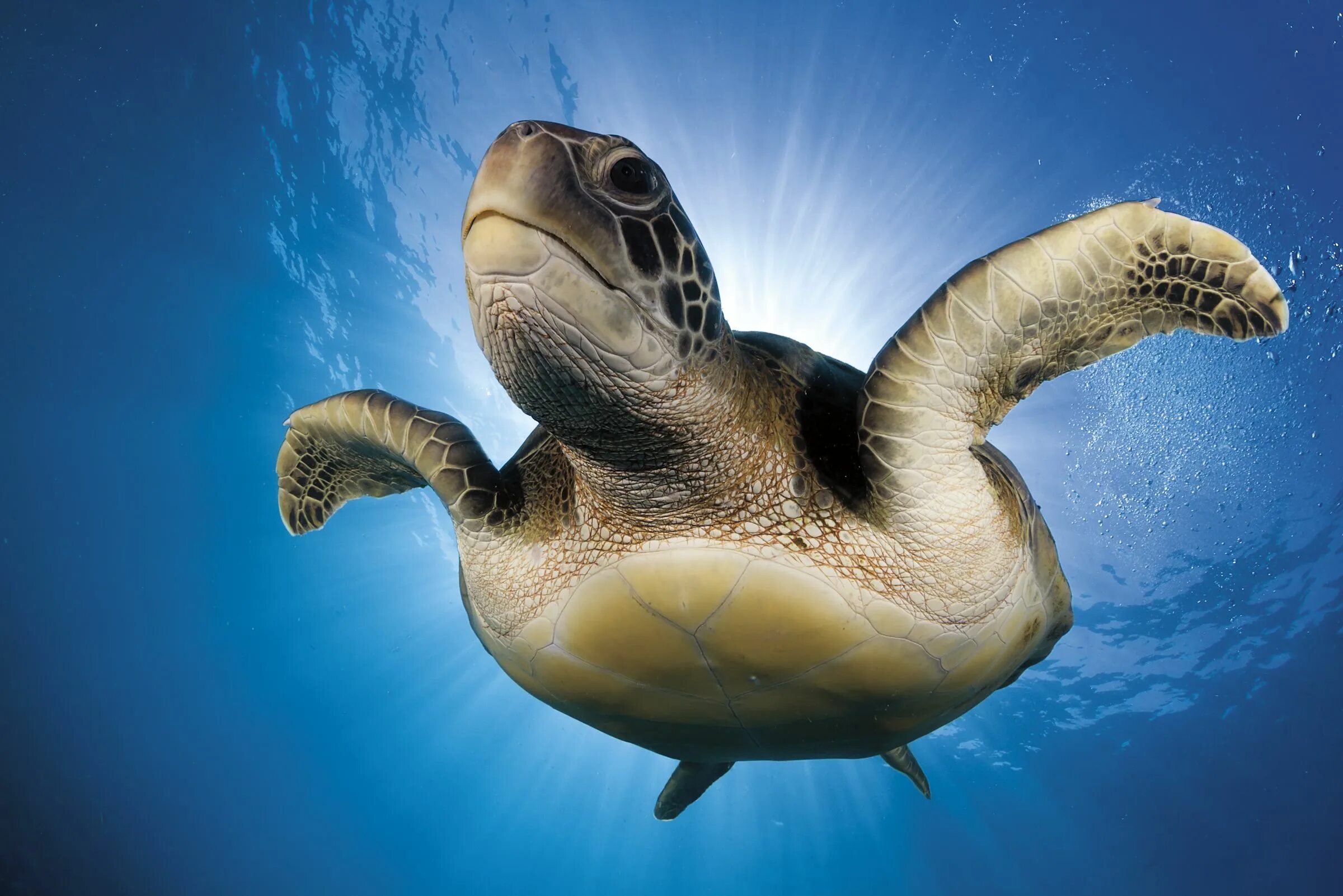 Floating turtle