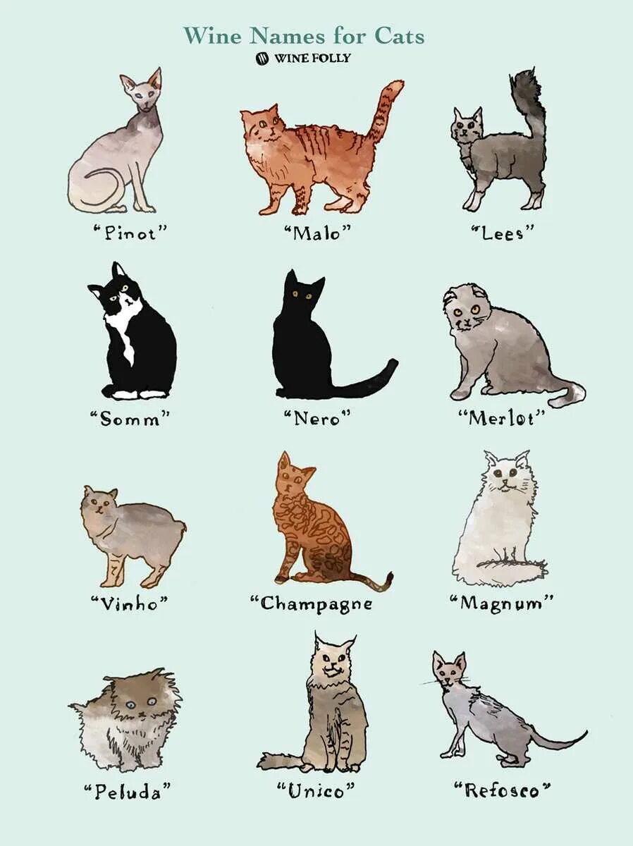 Имена для кошек. Классные имена для кошек. Красивые имена для котов. Имена для котят мальчиков.