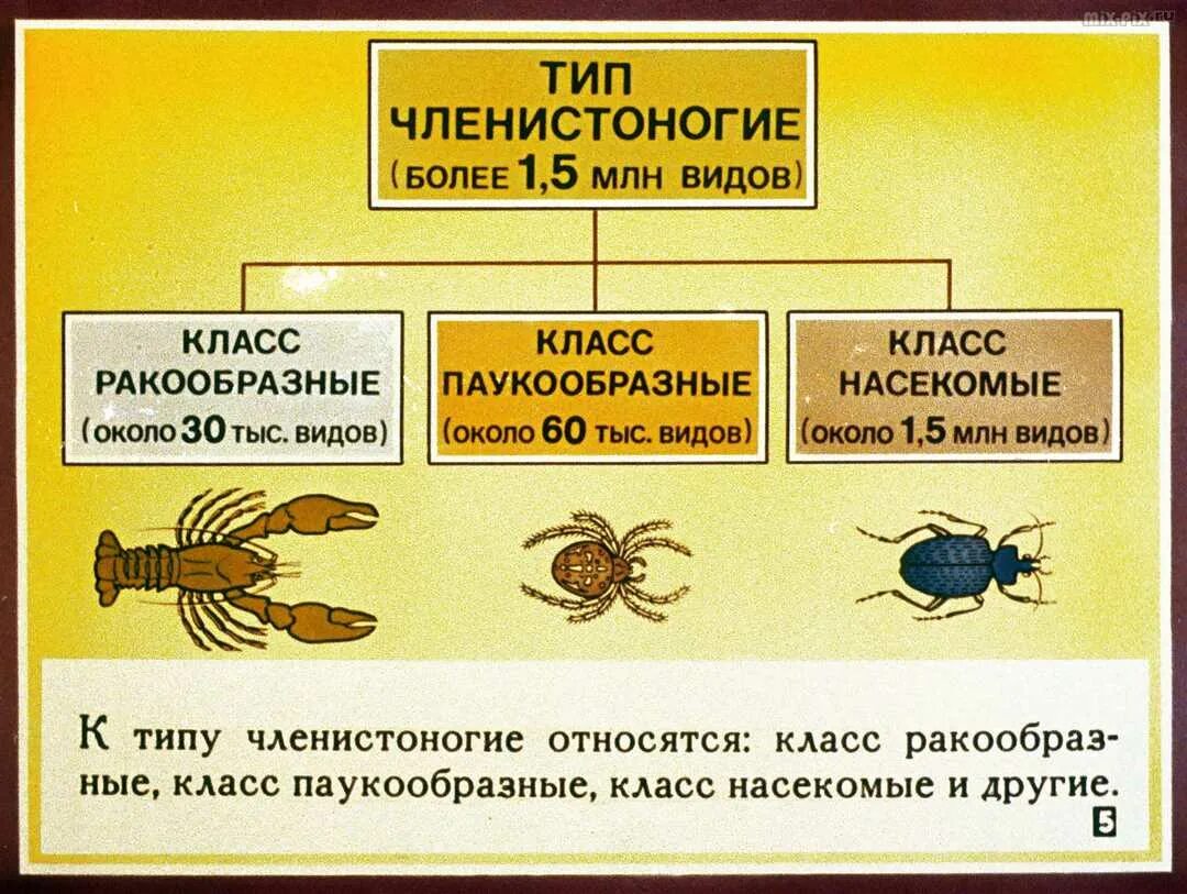 Таблица тип членистоногие. Биология 7 класс ракообразные и паукообразные. биология 7 класс членистоногие паукообразные. общая характеристика ракообразных 7 класс биология. тип членистоногие класс ракообразные.