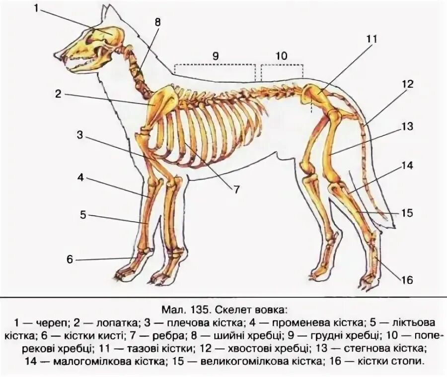 Какой скелет у млекопитающих. Скелет млекопитающих таблица 8 класс. рисунок скелет млекопитающего домашняя собака. подсистемы животных. покажи скелет млекопитающего и с надписями.