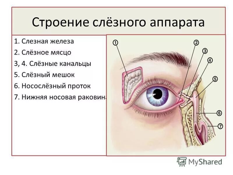 Какие функции выполняют слезные железы