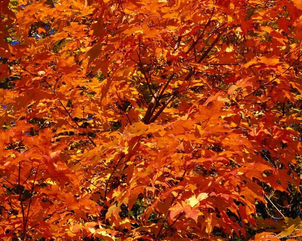 Лепестки осень. Лист клена. Красный кленовый лист. Девушка в листве. Рыжий лист кленовый.