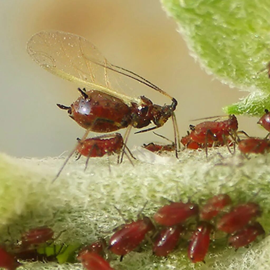 Вредители на обратной стороне листа смородины. Тля на помидорах. Черные личинки на цветах. Бурая хризантемная тля. Куколка тли.