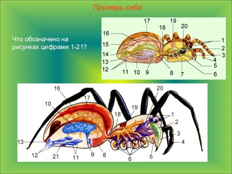 Внешнее строение паукообразных 7 класс. Внутреннее строение паукообразных. Паукообразные строение тела. Грудные конечности паукообразных. Биология паукообразные тест