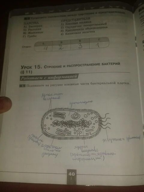 Пасечник линия жизни 5 класс биология 5. Биология 5 класс рабочая тетрадь Пасечник ответы стр.40. Гдз по биологии 5 класс рабочая тетрадь Пасечник стр 40. Биология 5-6 класс рабочая тетрадь Пасечник. Биология 5 класс стр 15 ответы