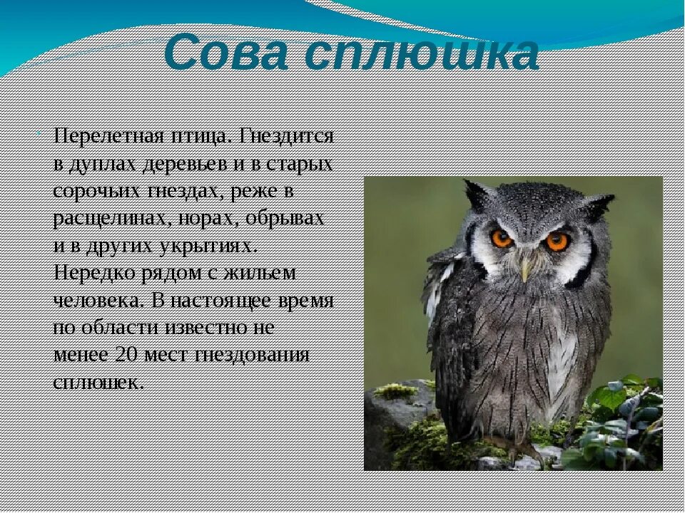 Сколько лет живут совы. Сова красная книга. Описание Совы. Сова занесена в красную книгу. Филин красная книга.