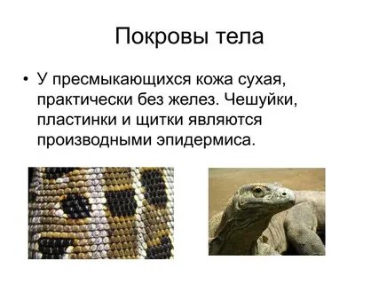 Кожа к пресмыкающихся