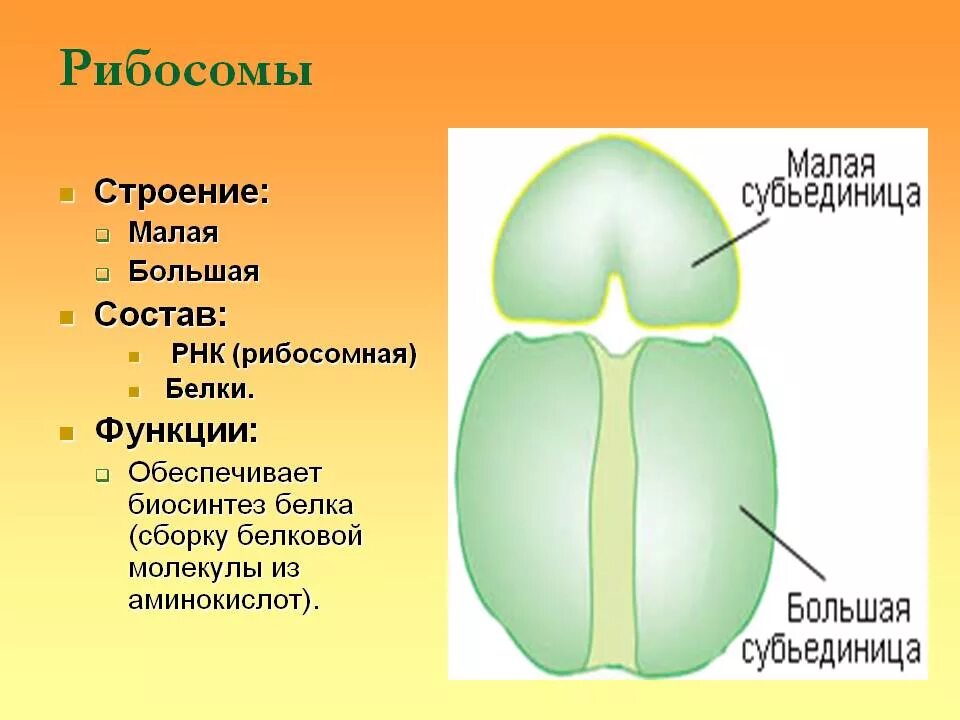 Рибосомы особенности строения и функции. Рибосомы строение и функции. рибосомы клетки строение и функции. строение рибосомы и ее функции. строение рибосомы клетки.