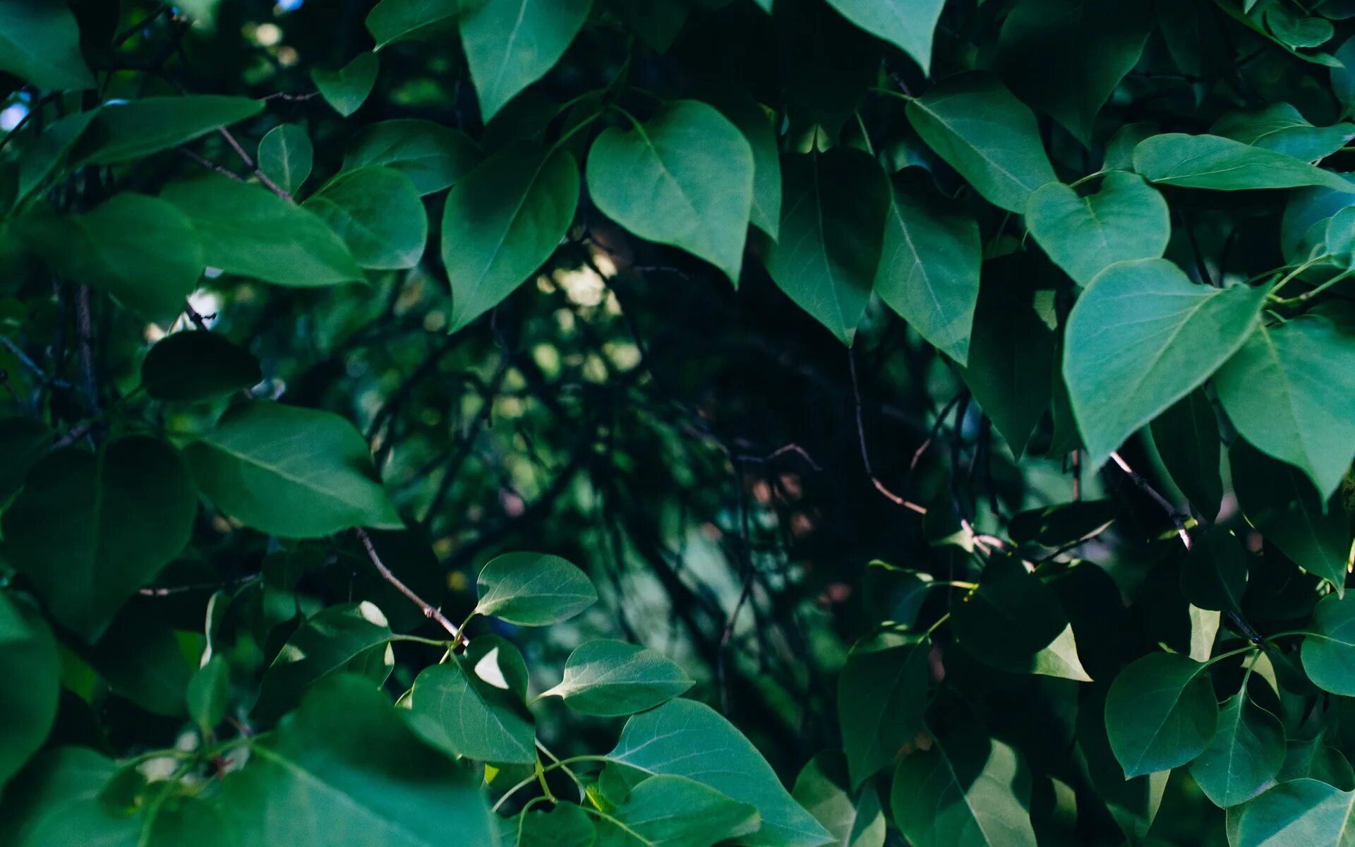Tree leave