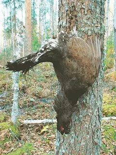 Глухарь 7