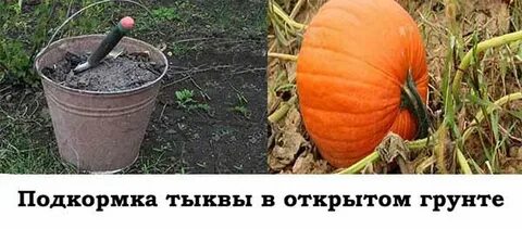 Можно ли сажать тыкву в июле