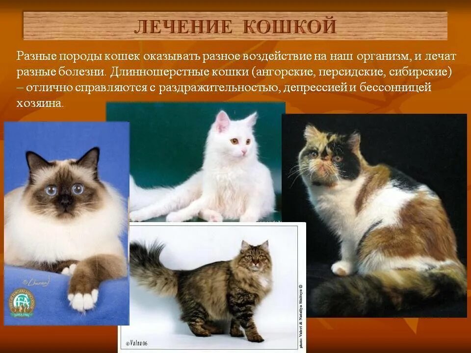 Разнообразие пород кошек. Кошки бывают разных пород. Породы кошек с фотографиями и названиями. Описание кошки. Названия пород домашних кошек
