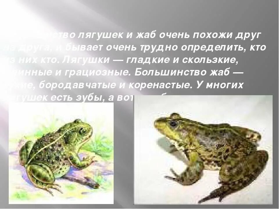 Различия лягушки и жабы 2 класс окружающий. Отличие жабы от лягушки. сходство лягушки и жабы 2 класс окружающий мир. похожие и разные лягушки и жабы. похожие но разные лягушка и жаба.