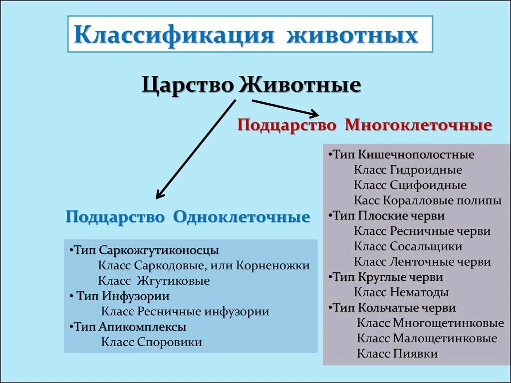 Систематика царство животные схема. Царство животных классификация многоклеточных. Систематика многоклеточных животных. Классификация многоклеточных животных схема. Новая систематика