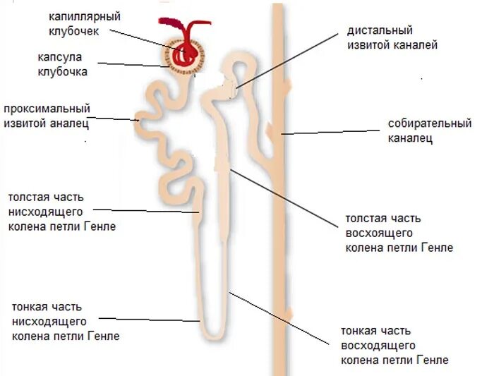 Петля извитого канальца нефрона. Строение почки петля Генле. Структура нефрона петля Генле. Строение нефрона почки. Петля Генле нефрона почки.