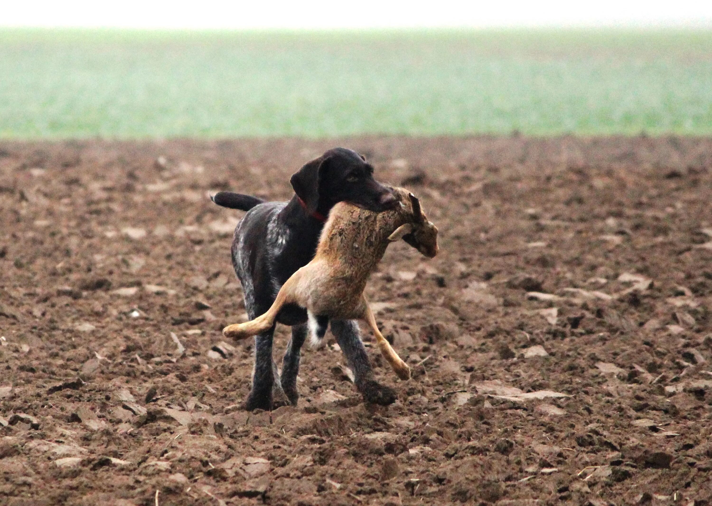 Гнать догнать. Собака в поле. Охотничья собака в поле. Охота с борзыми собаками.