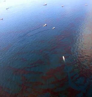 Разлив нефти в мексиканском заливе 2010