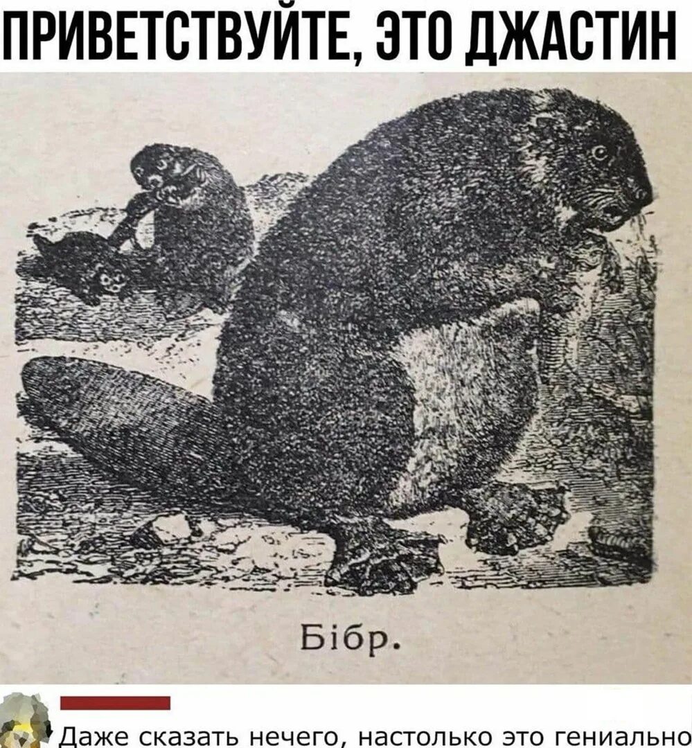 Мем с бобром. Бiбр. джастин бобр. мемы с бобром. бiбр мем.