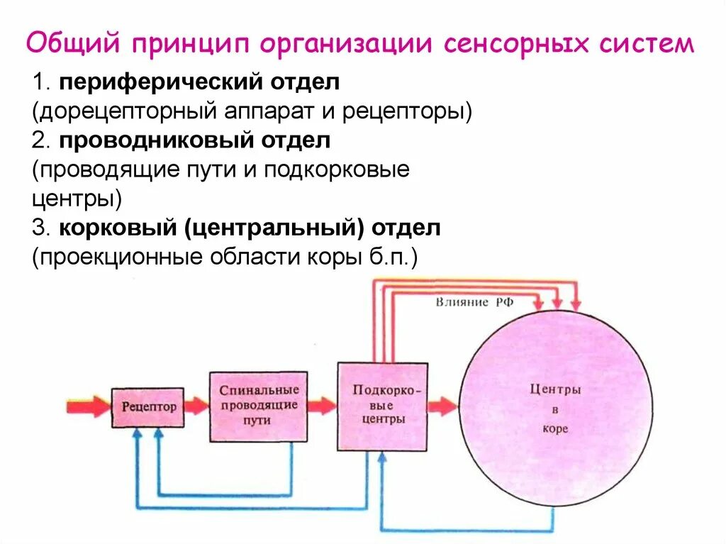 Принципы организации клеток. Схема строения сенсорной системы анализатора. Структурно-функциональная организация сенсорных систем. Схема структурно функциональной организации сенсорной системы. Общие принципы организации сенсорных систем..