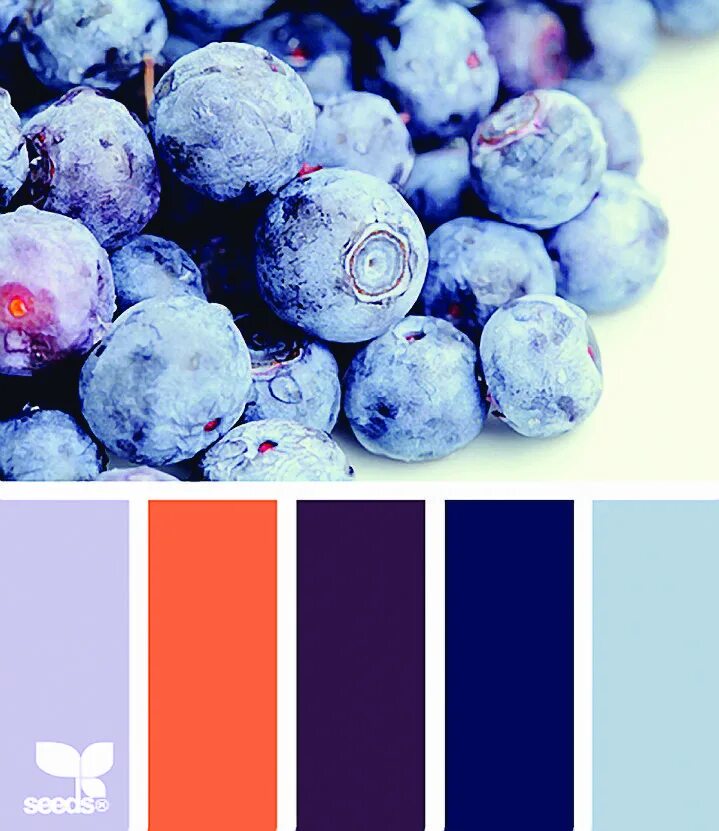 Сочетание цветов черничный. С чем сочетается голубика. Сочетание цветов черничный. Черничный цвет палитра. Цвета сочетающиеся с черничным.
