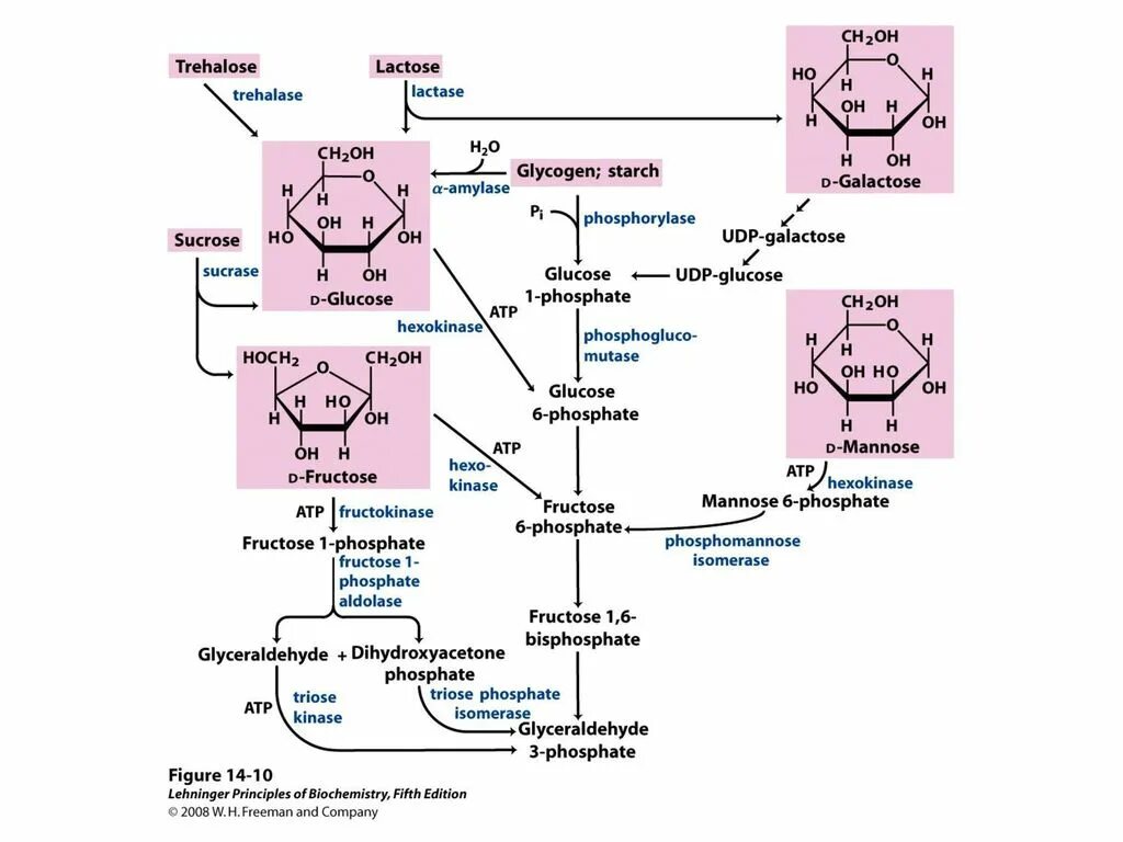 Ферментация лактозы. Схема реакции лактоза в кишечнике. Лактаза синтезируется клетками:. Синтез лактозы. Лактоза синтезируется клетками.