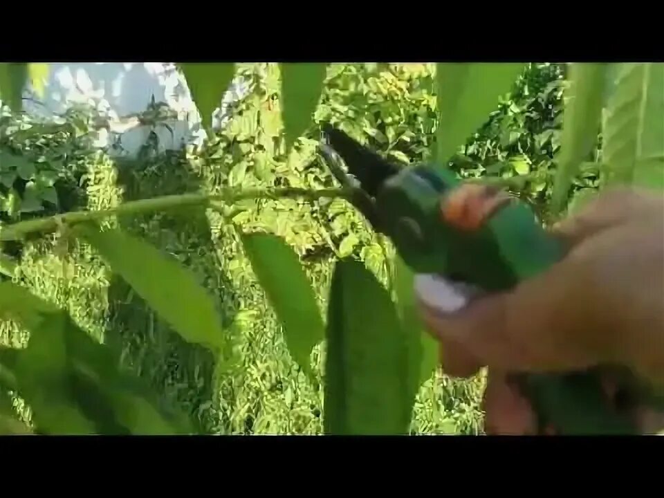 Летняя обрезка молодых деревьев