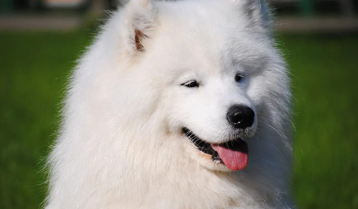 самое собака фото. самоед собака. арктический шпиц самоед. самоедская лайка(самоед). самоед собака.