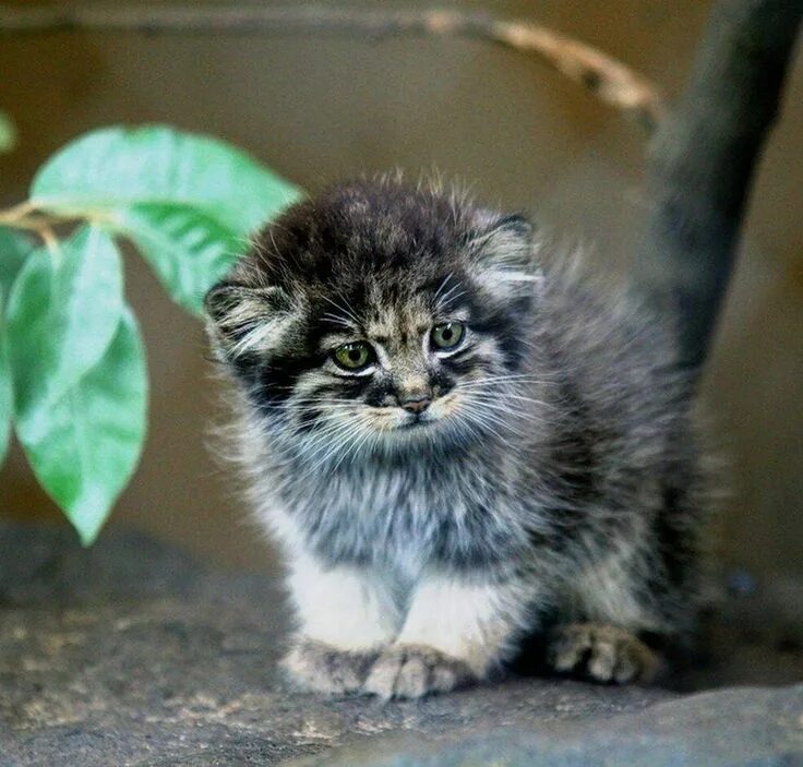 Манул кошачий. Манул кошачий