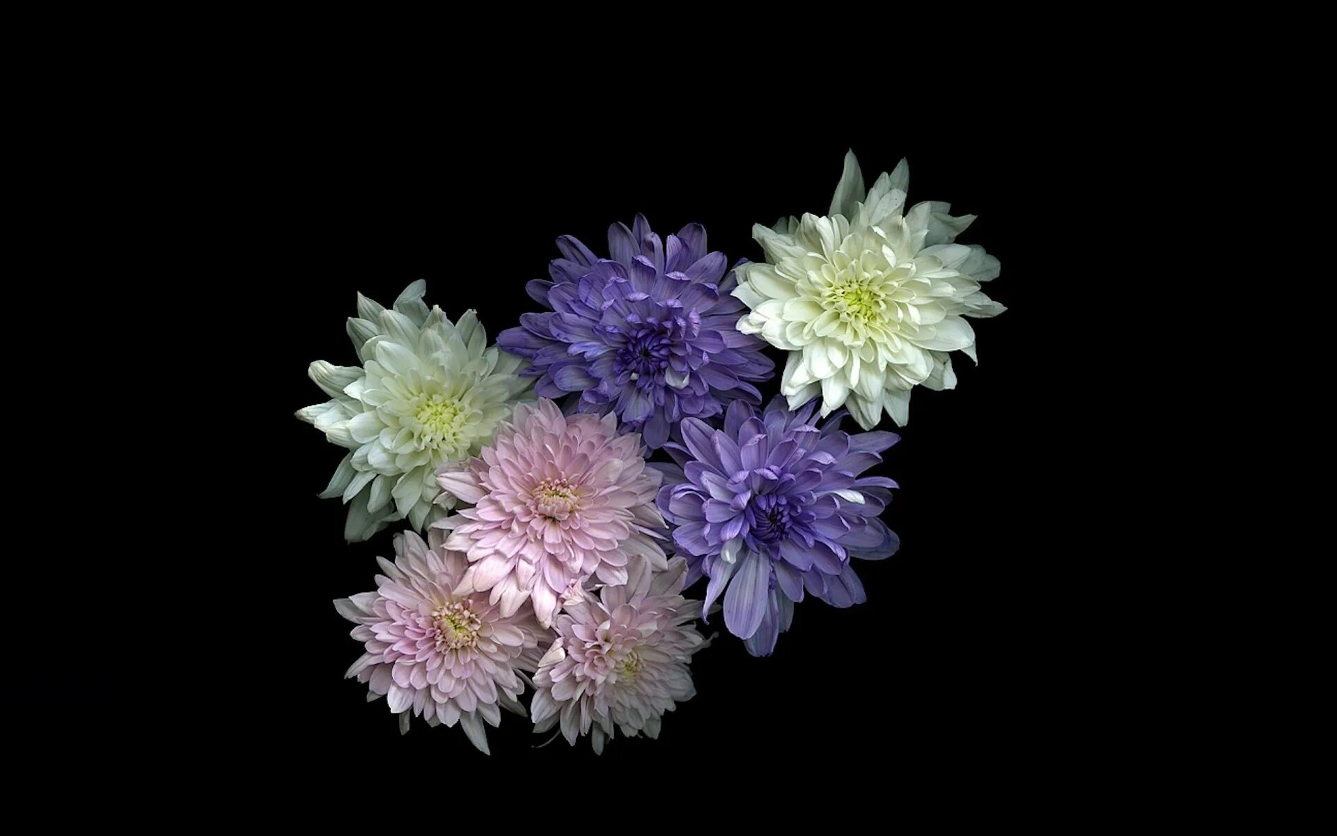 цветы хризантемы ночью. хризантемы ночью. хризантемы ночью. хризантемы индиго. аполло хризантема.