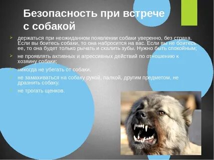 Безопасные собаки