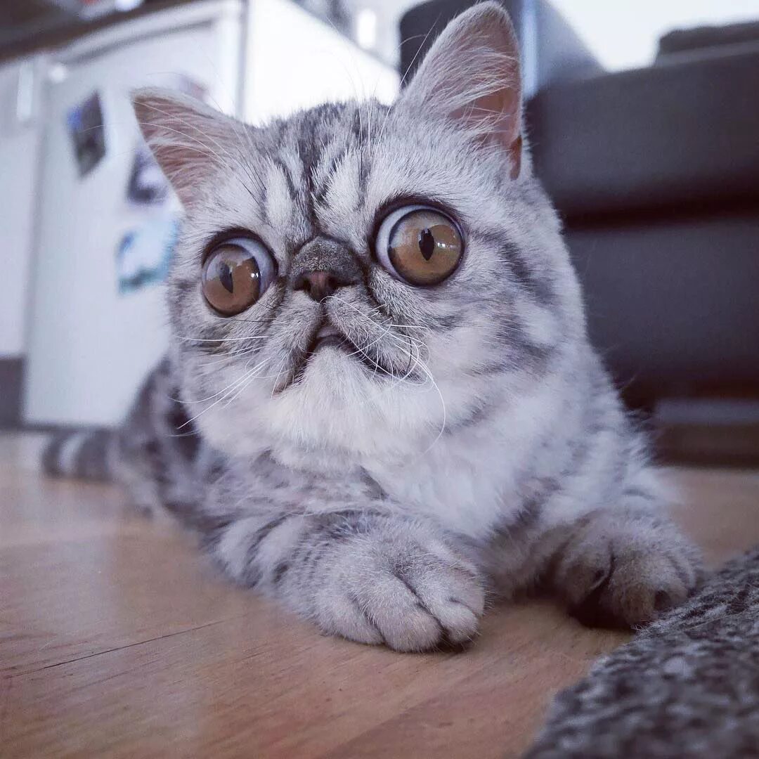 Со коте