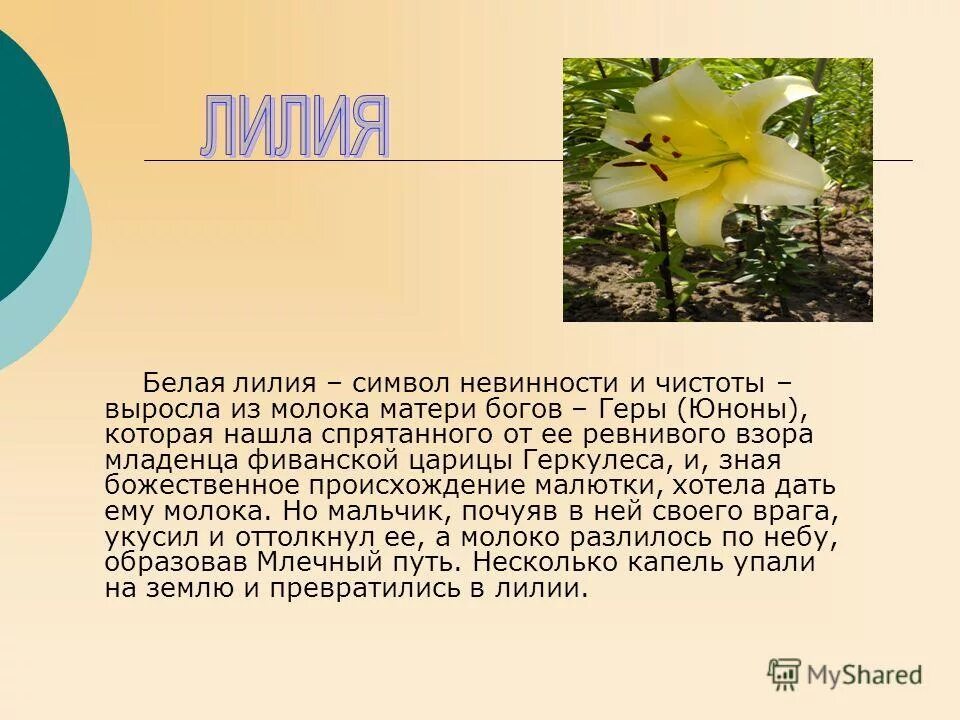 Текст описание про цветок. Легенда о лилии цветке. Описание лилии. Доклад про лилию. Доклад о цветке лилии.