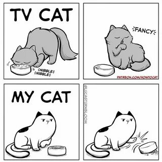 How to cat