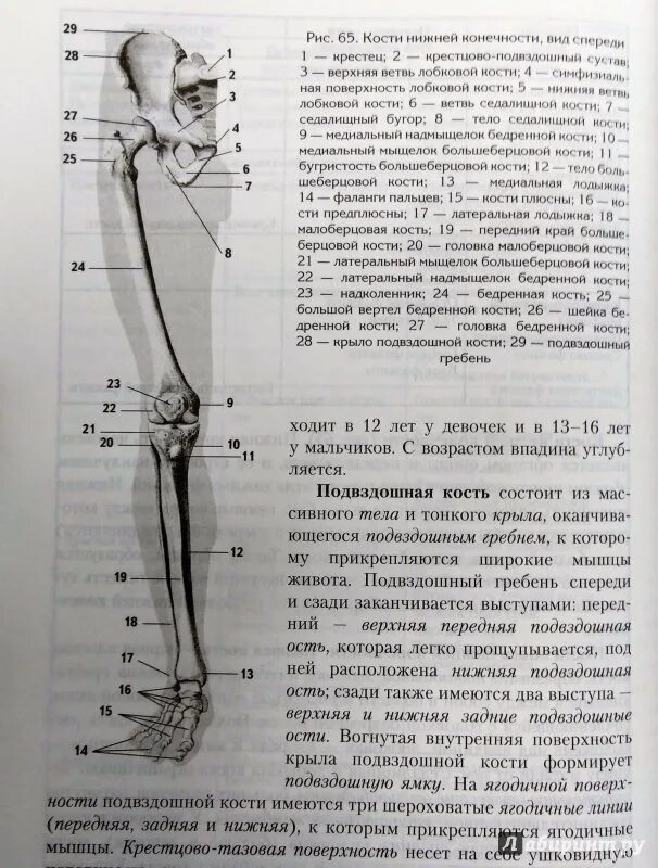 Вывихи . Основы первой медицинской помощи Учебное пособие