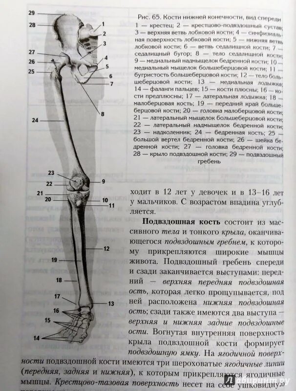 Внутренний мыщелок большеберцовой. Подмыщелок большеберцовой кости. Лательный мыщелок большеберцовой кости. Медиальный бедренный мыщелок. Наружный надмыщелок бедренной кости.