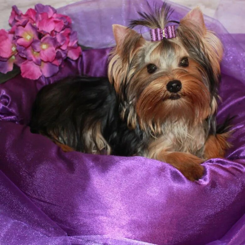 Кукольные супер мини йорки щенки. Кукольные супер мини йорки. Курская йорк. Йоркширский терьер мини и микро вес. Йоркширский терьер мини рост.