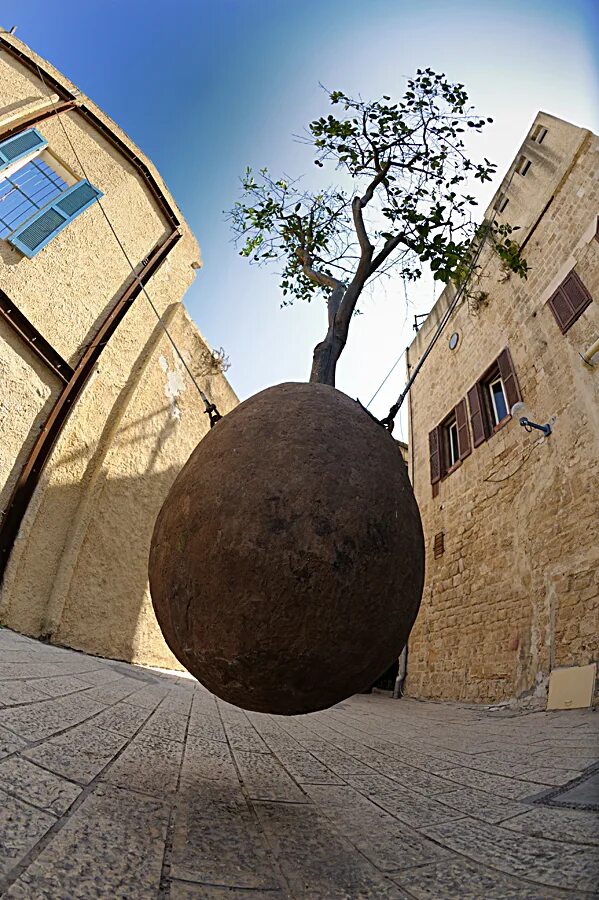 Дерево тель-авив яффо. Висит на дереве. Висящее дерево тель авив. Дерево висящее в воздухе. Валка дерева с оттяжкой.