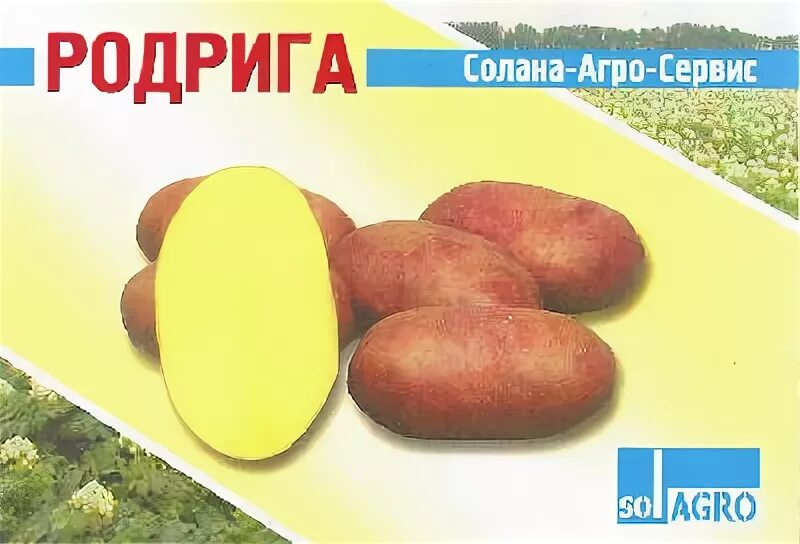 Сорт картофеля Родригес. Сорт картошки Родриго. Картофель сорт Родриго характеристики. Картофель сорт Родригез.