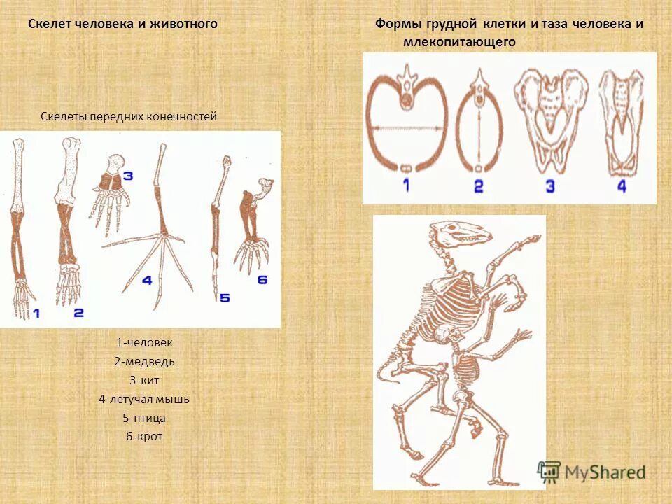 Функция скелета передних конечностей