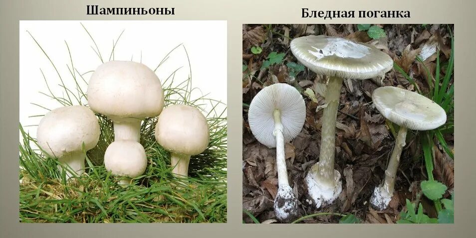 Гриб бледная поганка и гриб шампиньон отличия. Зелёные страницы 2 класс окружающий мир бледная поганка. Шампиньон и поганка сходство и отличие. Двойник бледной поганки. Различия бледной поганки и шампиньона.