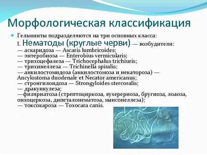 Главные факторы передачи возбудителя аскаридоза гельминт