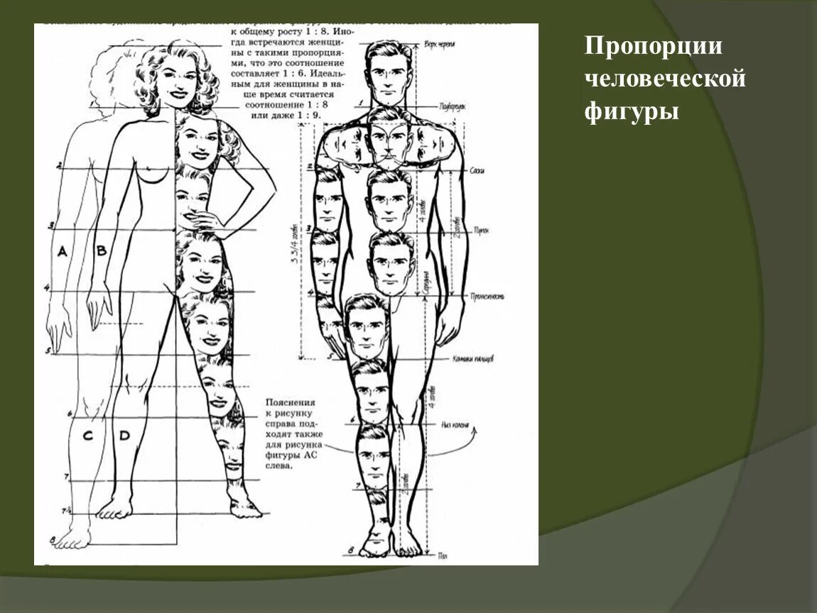 Сколько раз человеческих. Греческий канон изображения человека. Пропорции тела человека. Пропорции мужской и женской фигуры. Рисунок человека по пропорциям.