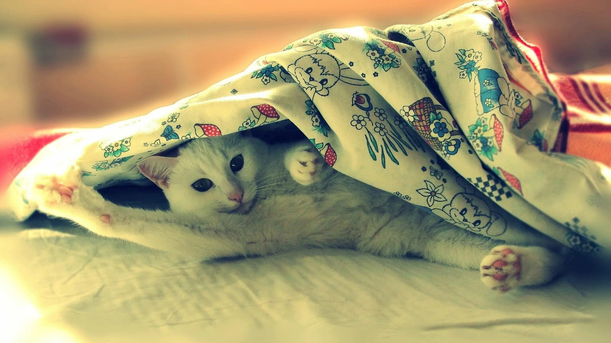 Кошка любит одеяло. Кошка под одеялом. животные под одеялом. кошка в одеяле. кошка под пледом.