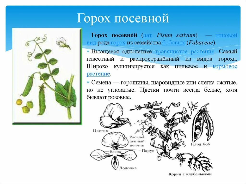 Горох посевной семейство. Семейство бобовые горох посевной. Строение листа гороха посевного. Строение плода гороха посевного.